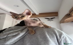Devon Rex cats for sale: Ready now GCCF outstanding Devon Rex kittens  - Image 10