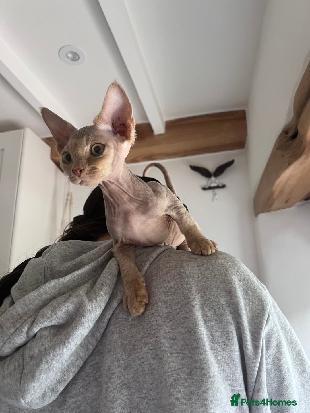 Devon Rex cats for sale: Ready now GCCF outstanding Devon Rex kittens  - Image 10