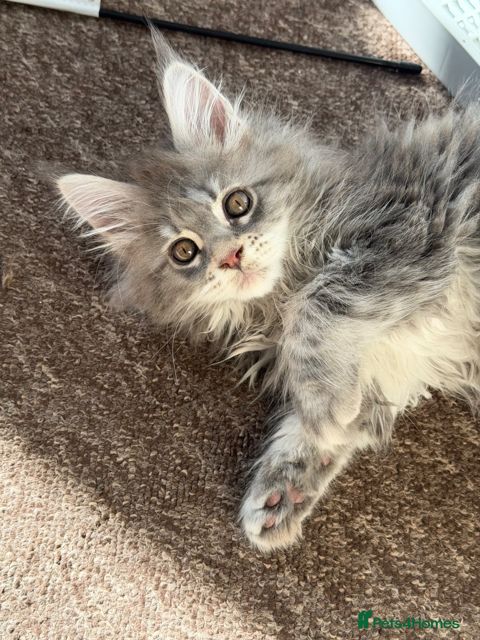 Maine Coon cats for stud: Champion Lines - Proven, Gentle - Blue Smoke - Advert 14
