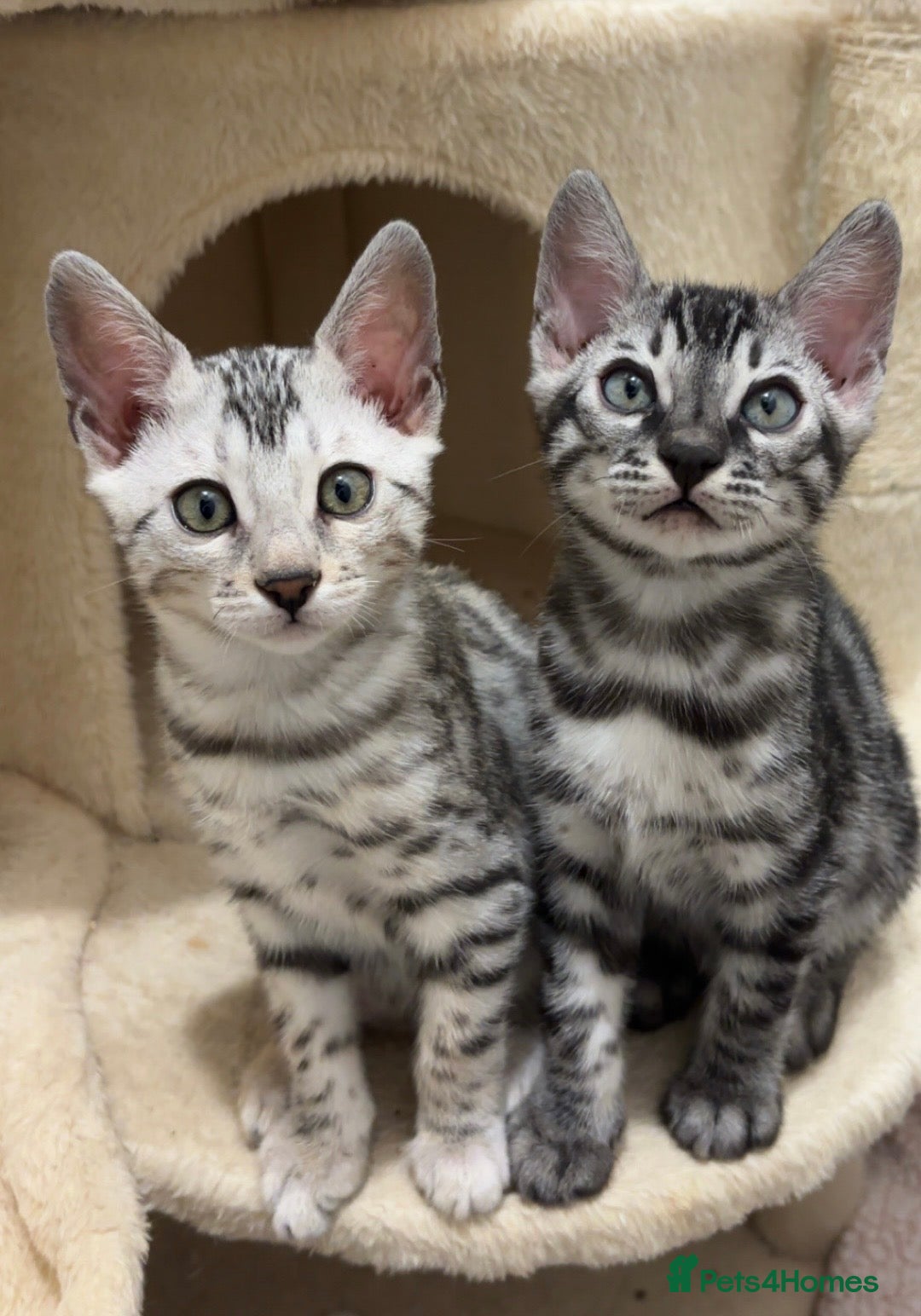 Bengal cats 🌟Pedigree bengal kittens🌟 - Advert 4