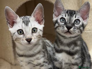 Bengal cats 🌟Pedigree bengal kittens🌟 - Advert 15