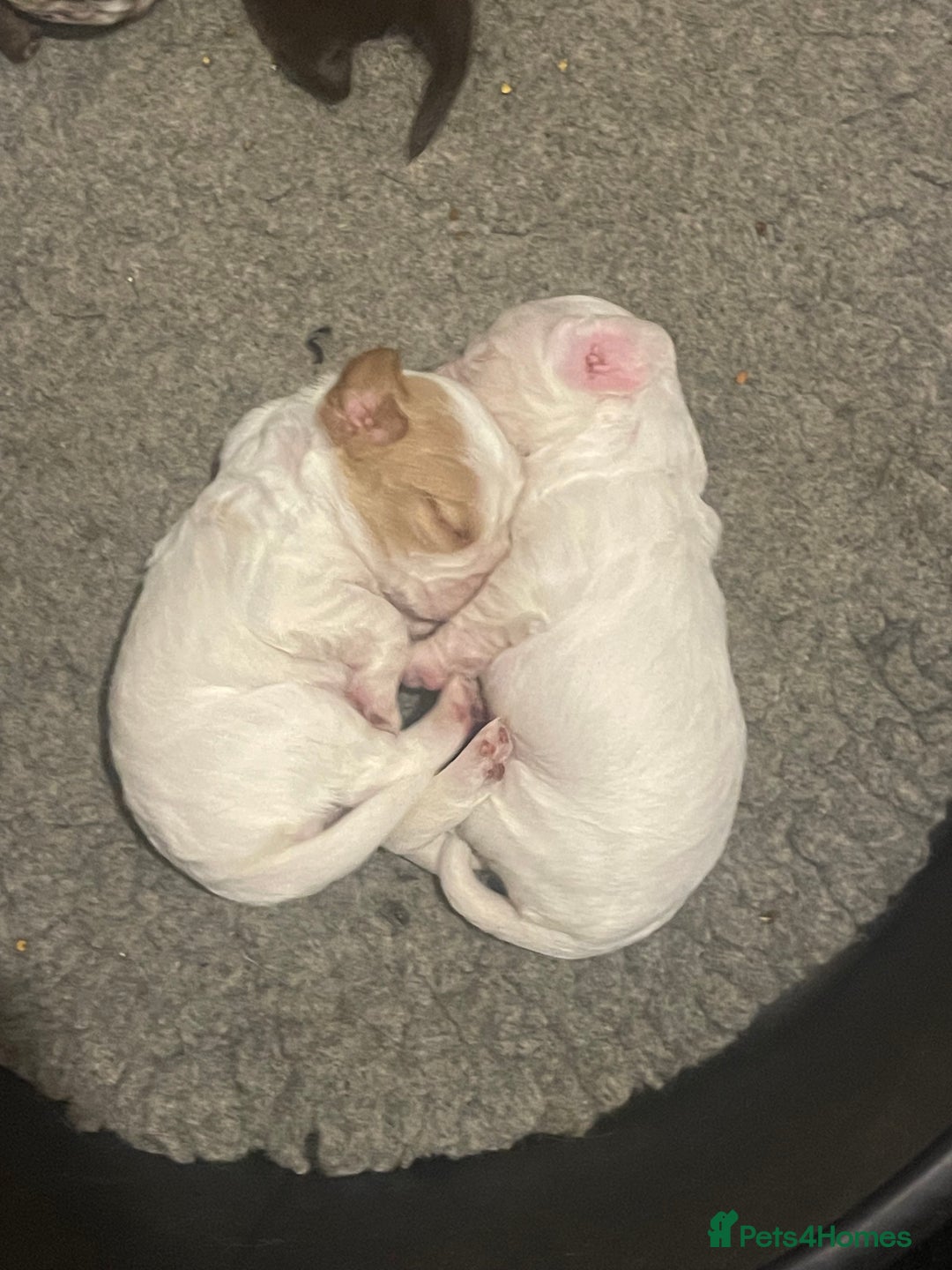 Cocker Spaniel dogs for sale:  Cocker Spaniel Puppies – Ready Soon - Advert 13