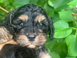 Cavapoo dogs Adorable Cavapoo puppies - Advert 3
