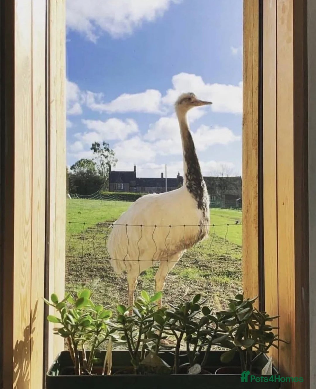 Mixed Breed livestock for sale: White Rhea Chicks & Hatching Rhea Eggs - Image 22