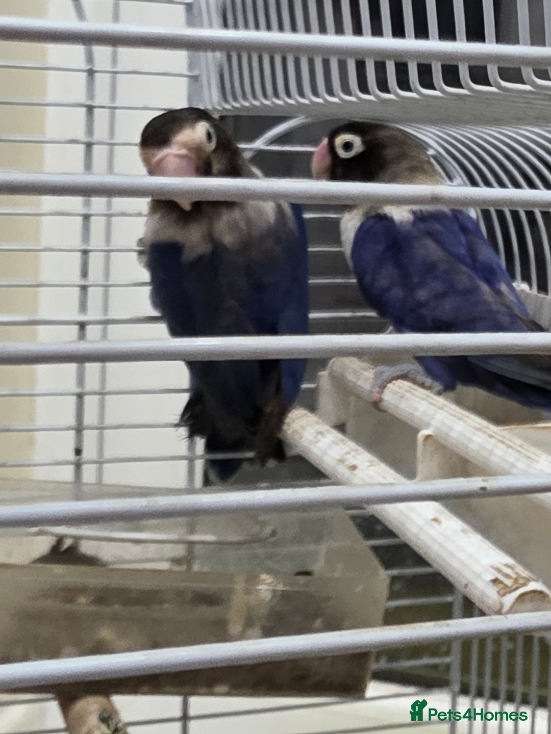 Lovebirds birds for sale: African masked lovebirds  - Advert 1