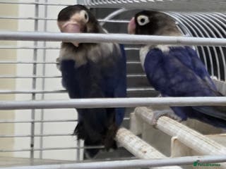 Lovebirds birds African masked lovebirds - Advert 2