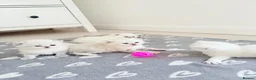 Scottish Fold cats for sale: Four kittens looking for a loving home - Advert 9