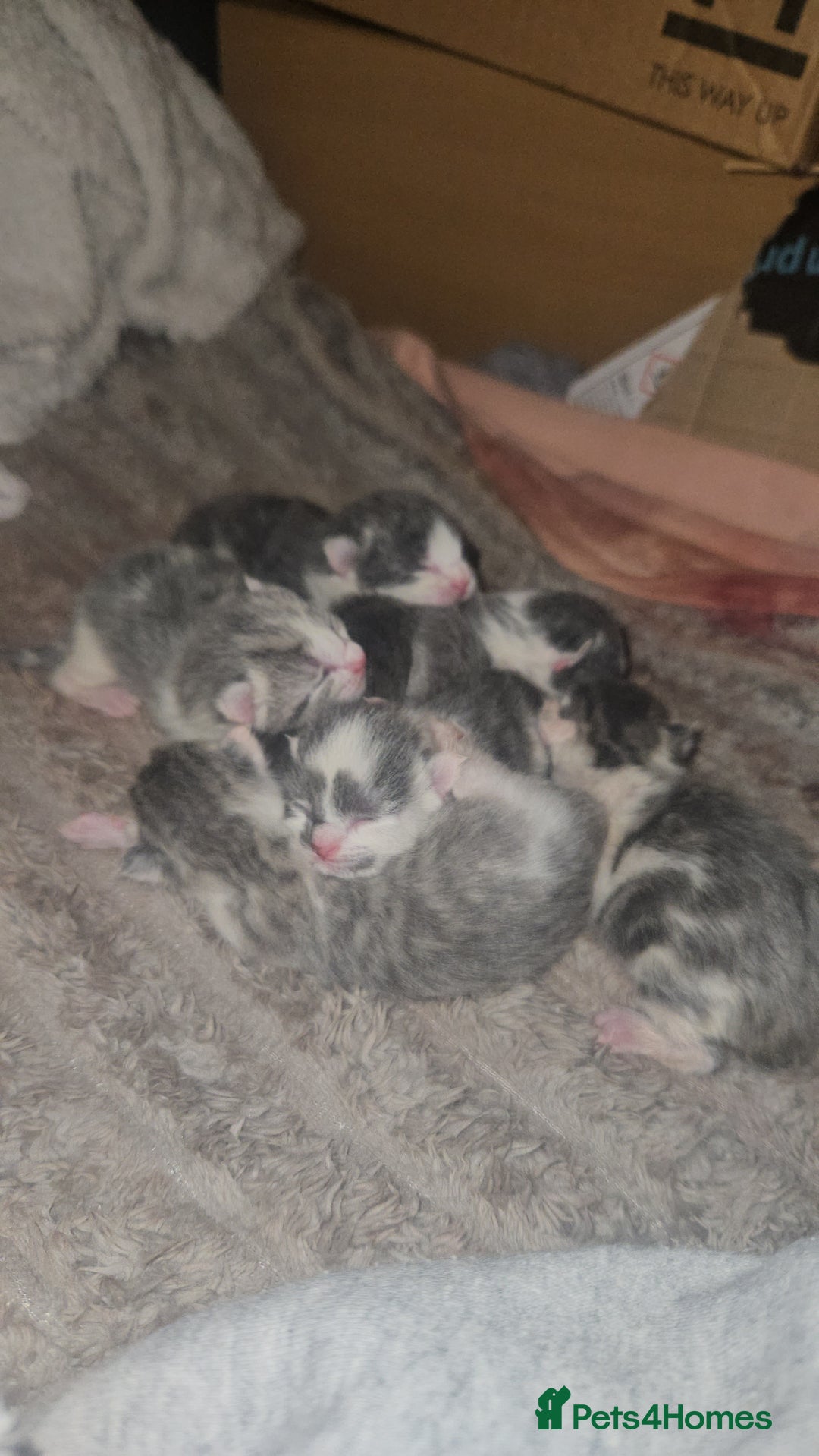 Mixed Breed cats for sale: 6 beautiful kittens  - Advert 2