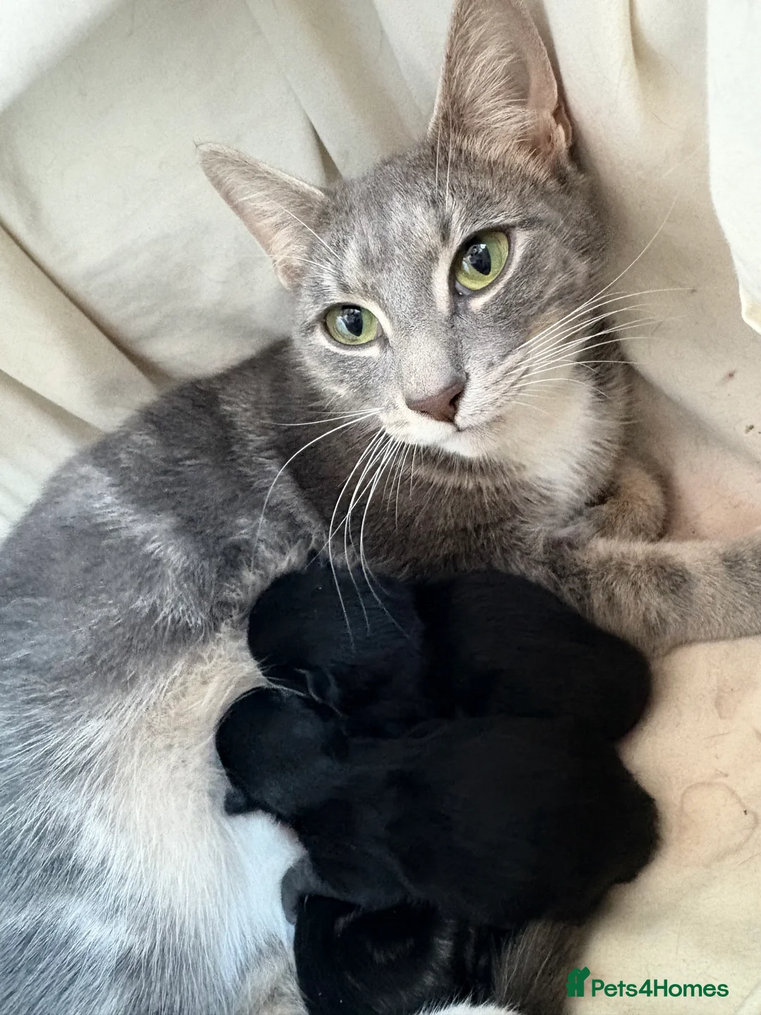 Domestic Shorthair cats for sale: Beautiful mixed breed kittens  in Jarrow - Advert 1