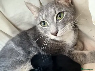 Domestic Shorthair cats Beautiful mixed breed kittens in Jarrow - Advert 1