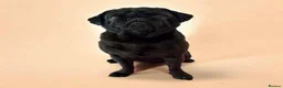 Pug dogs for sale: Gorgeous KC Registered Pug Puppies - Advert 9