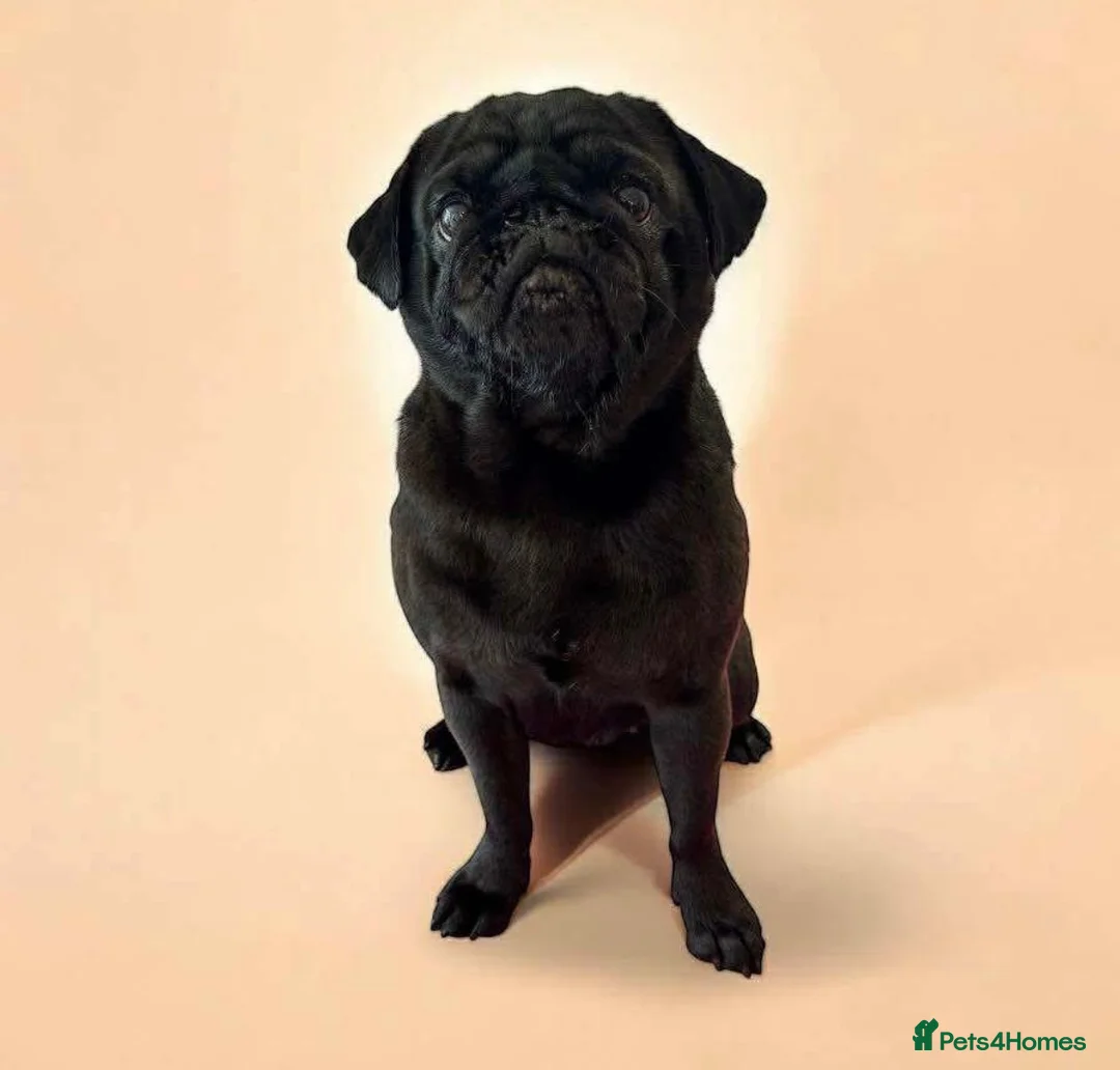 Pug dogs for sale: Gorgeous KC Registered Pug Puppies - Advert 9