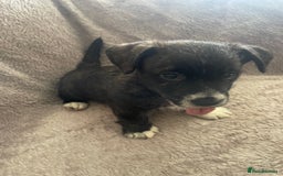 Mixed Breed dogs for sale: Jack Russell x westie  - Image 10