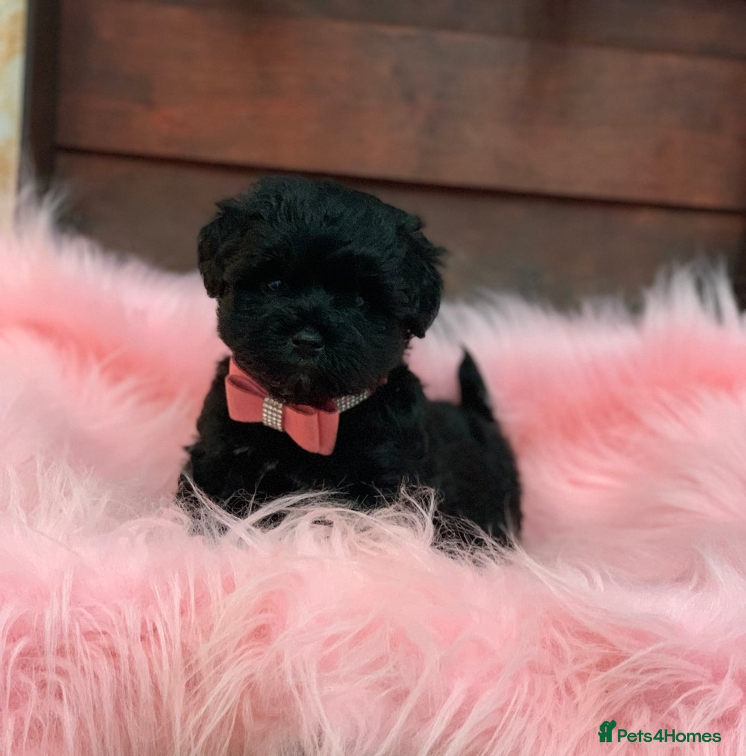 Miniature Schnauzer dogs for sale: 5* LICENSED - KC MINI (TOY) SCHNAUZER CHOCOLATE  - Advert 25