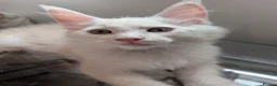 Maine Coon cats for sale: Maine Coons kittens  - Advert 6