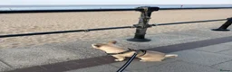 Frug dogs for sale: French Bulldog X Pug Frug 7 Months  - Advert 3