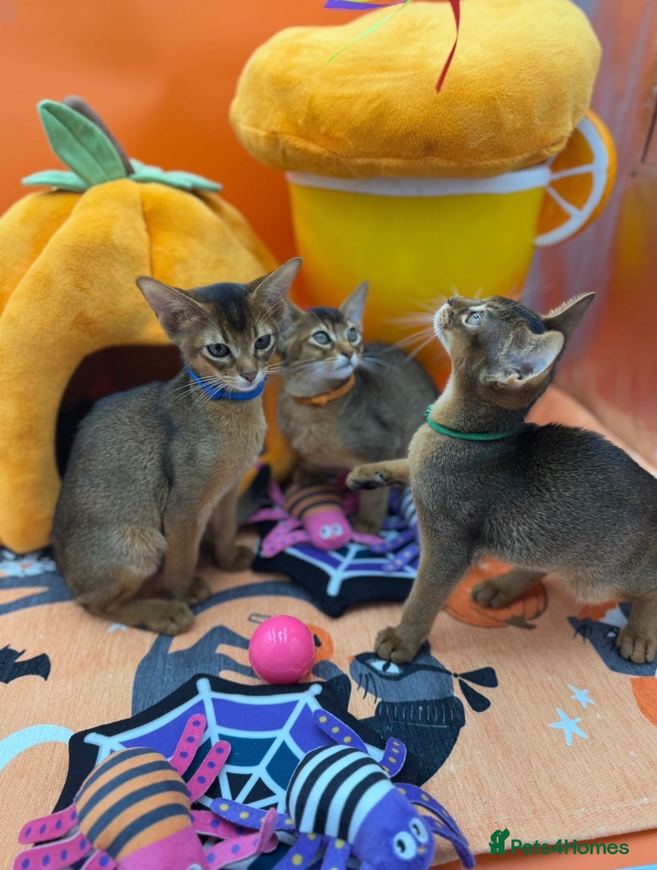 Abyssinian cats Five Abyssinian kittens with lots of love to give - Advert 1
