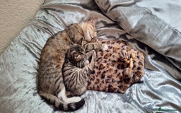 Mixed Breed cats for sale: Male kitten  - Image 3