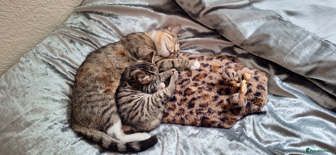 Mixed Breed cats for sale: Male kitten  - Image 3
