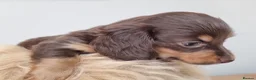 Dachshund dogs for sale: Long Haired True Minature kc Dachshund - Advert 6