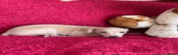 Italian Greyhound dogs for sale: 5 wonderful Wiggy’s licensed breeder  - Advert 10