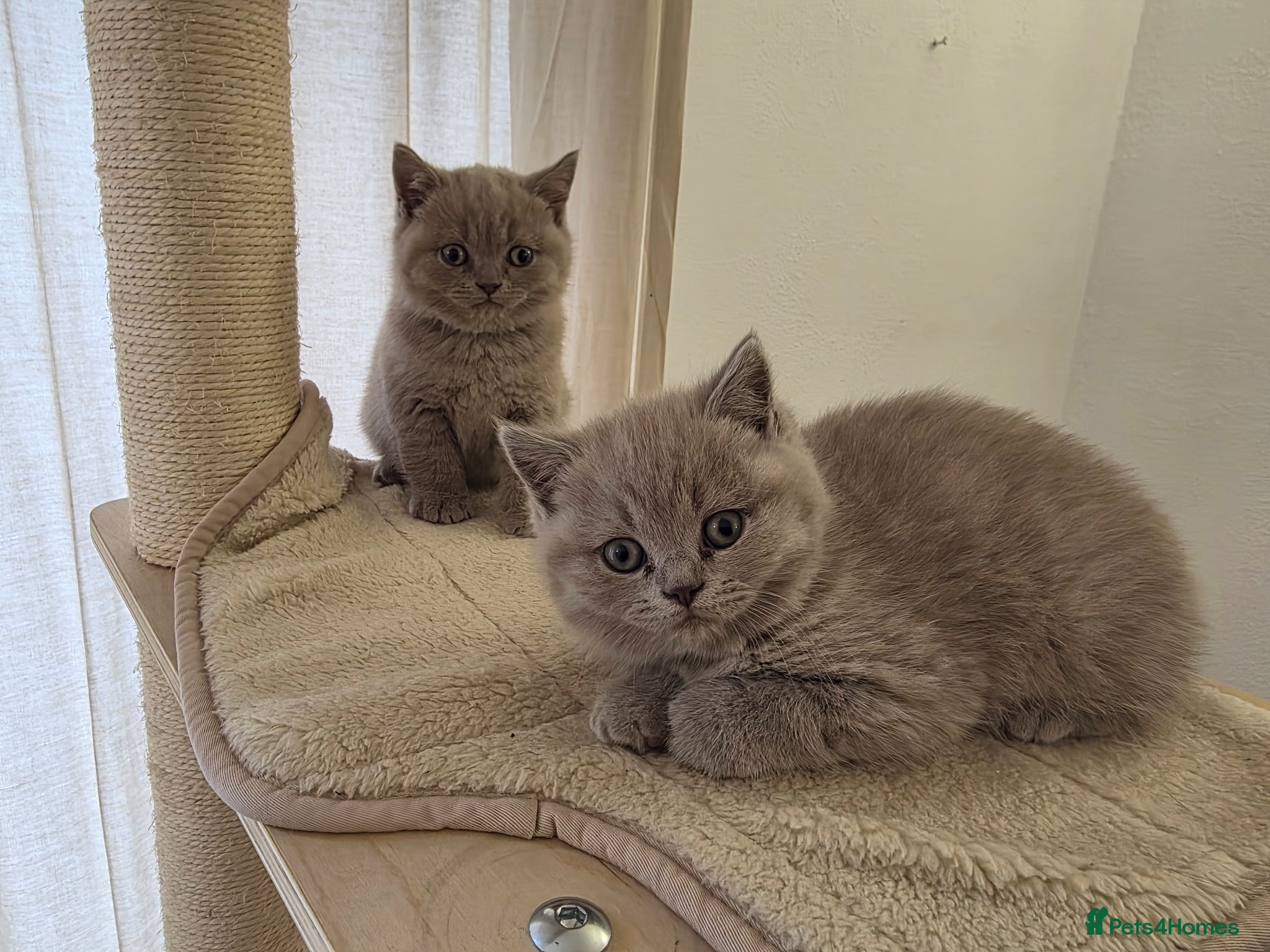British Shorthair cats BRITISH SHORTHAIR KITTENS READY 1ST OF MAY 2026 - Advert 2