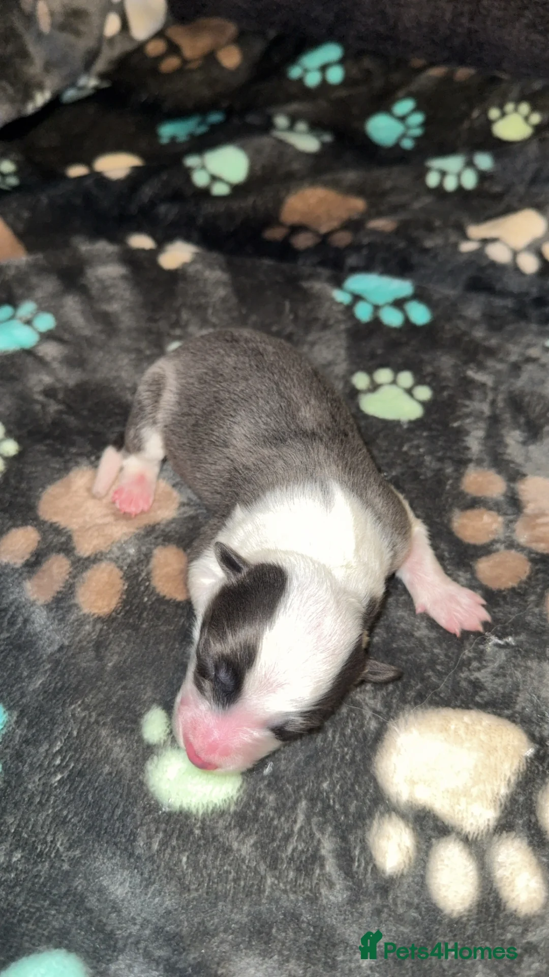 Border Collie dogs for sale: Border Collie Puppies For Sale - Advert 2