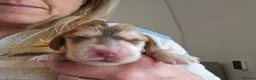 Cocker Spaniel dogs for sale: KC Reg Chocolate Sable Show Cocker Puppies - Advert 7
