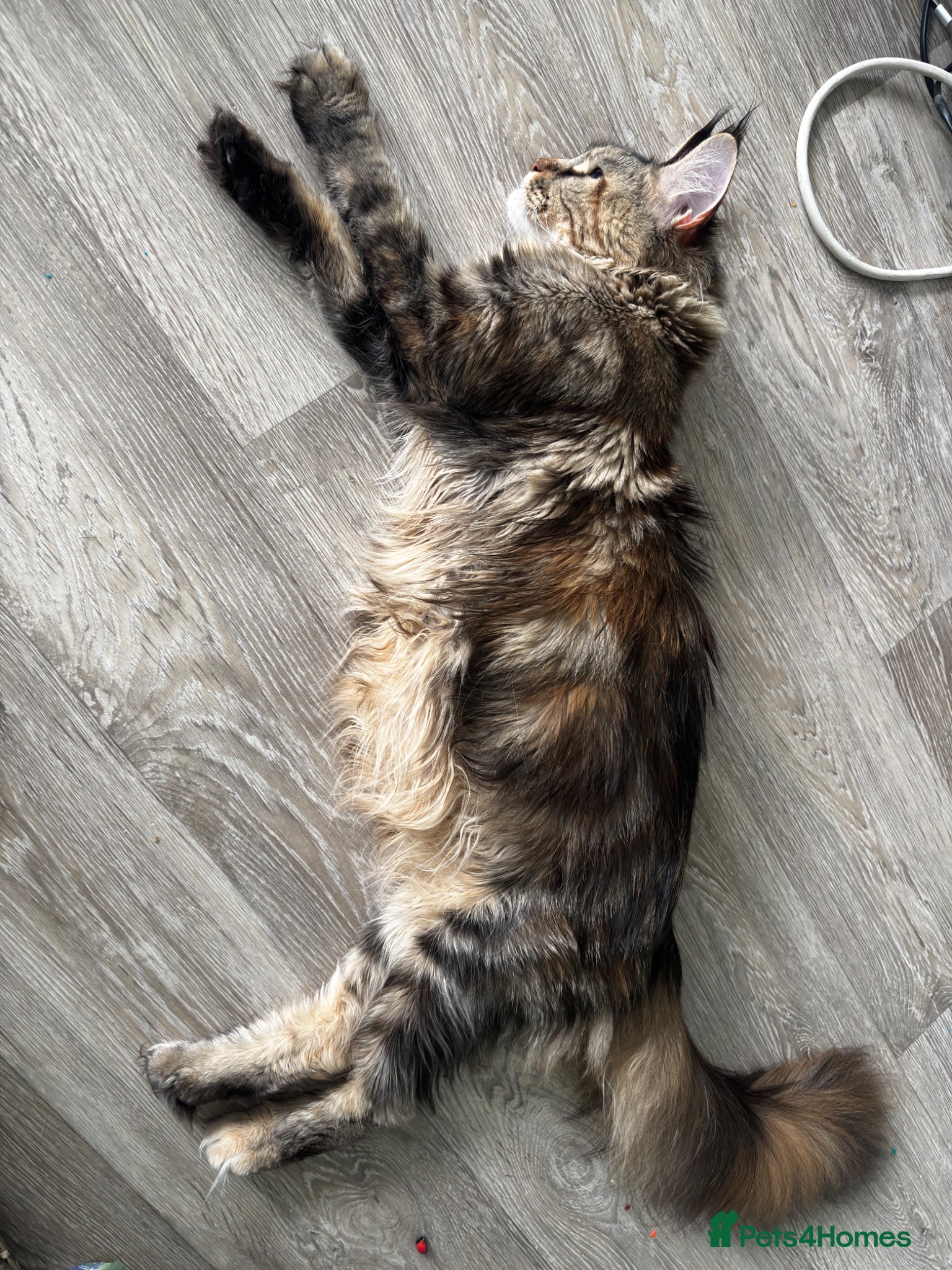 Maine Coon cats for sale: TICA Mainecoon Litter Due  - Advert 4