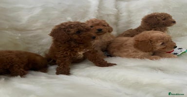 Cavapoo dogs Mixed litter of adorable cavapoo puppies - Advert 6