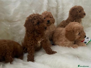 Cavapoo dogs Mixed litter of adorable cavapoo puppies - Advert 2