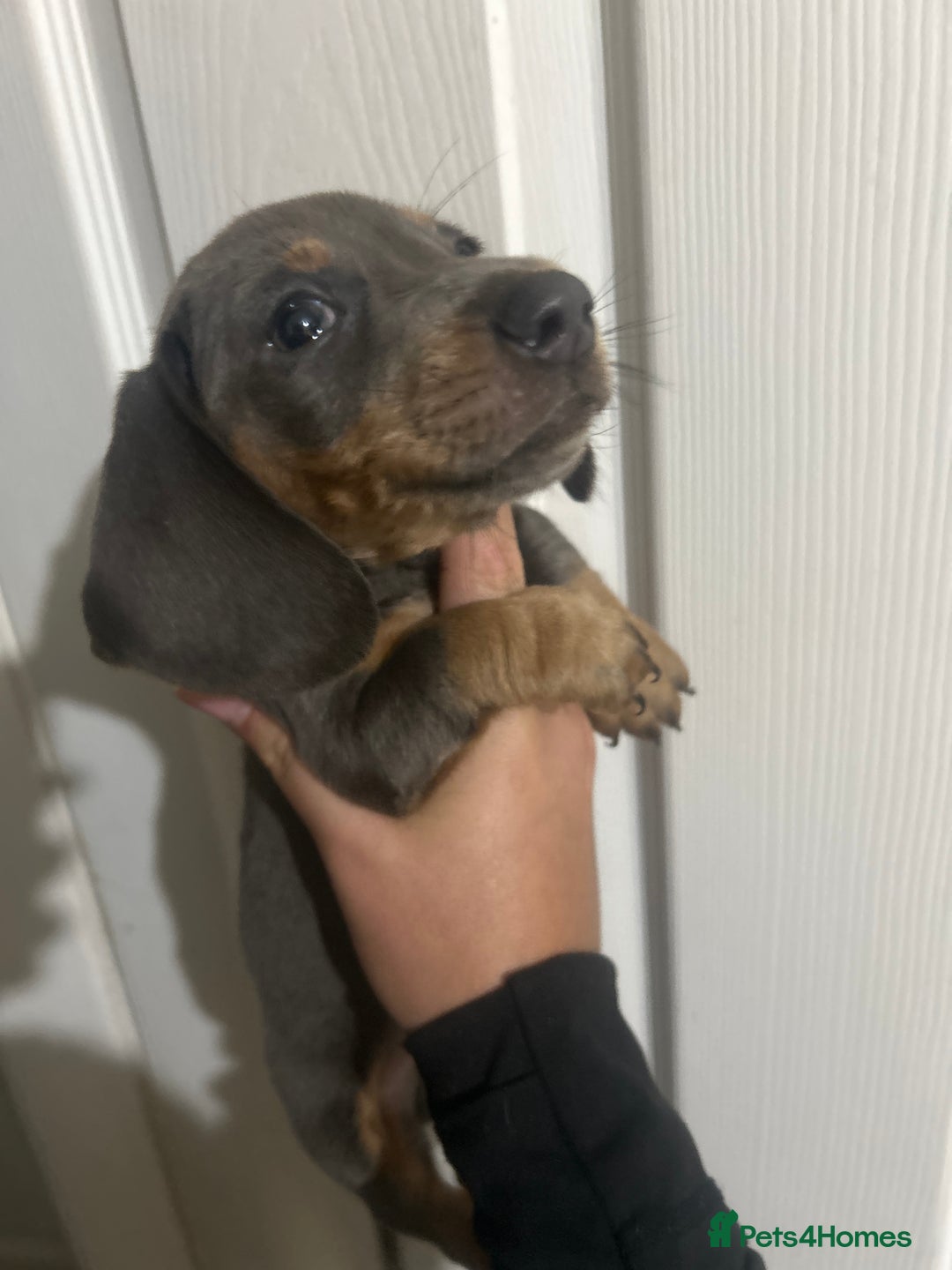 Dachshund dogs for sale: Dachshund puppies - Advert 14