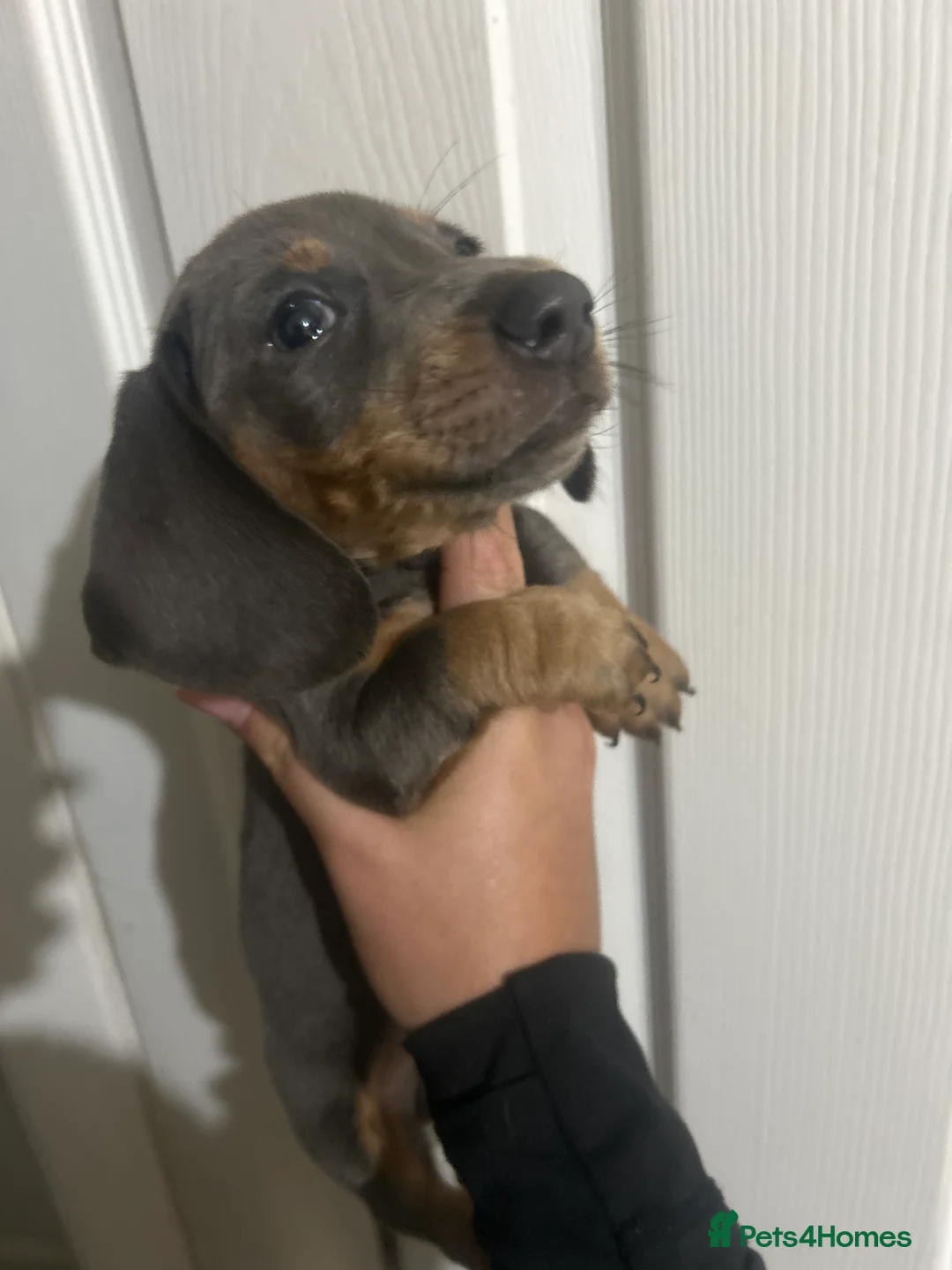 Dachshund dogs for sale: Dachshund puppies - Advert 14