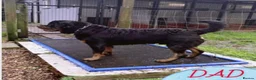 Rottweiler dogs for sale: ROTTWEILER PUPPIES 🐾 in Swansea - Advert 15