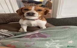 Beagle dogs for sale: Beautiful Beagle looking for a new home - Advert 1