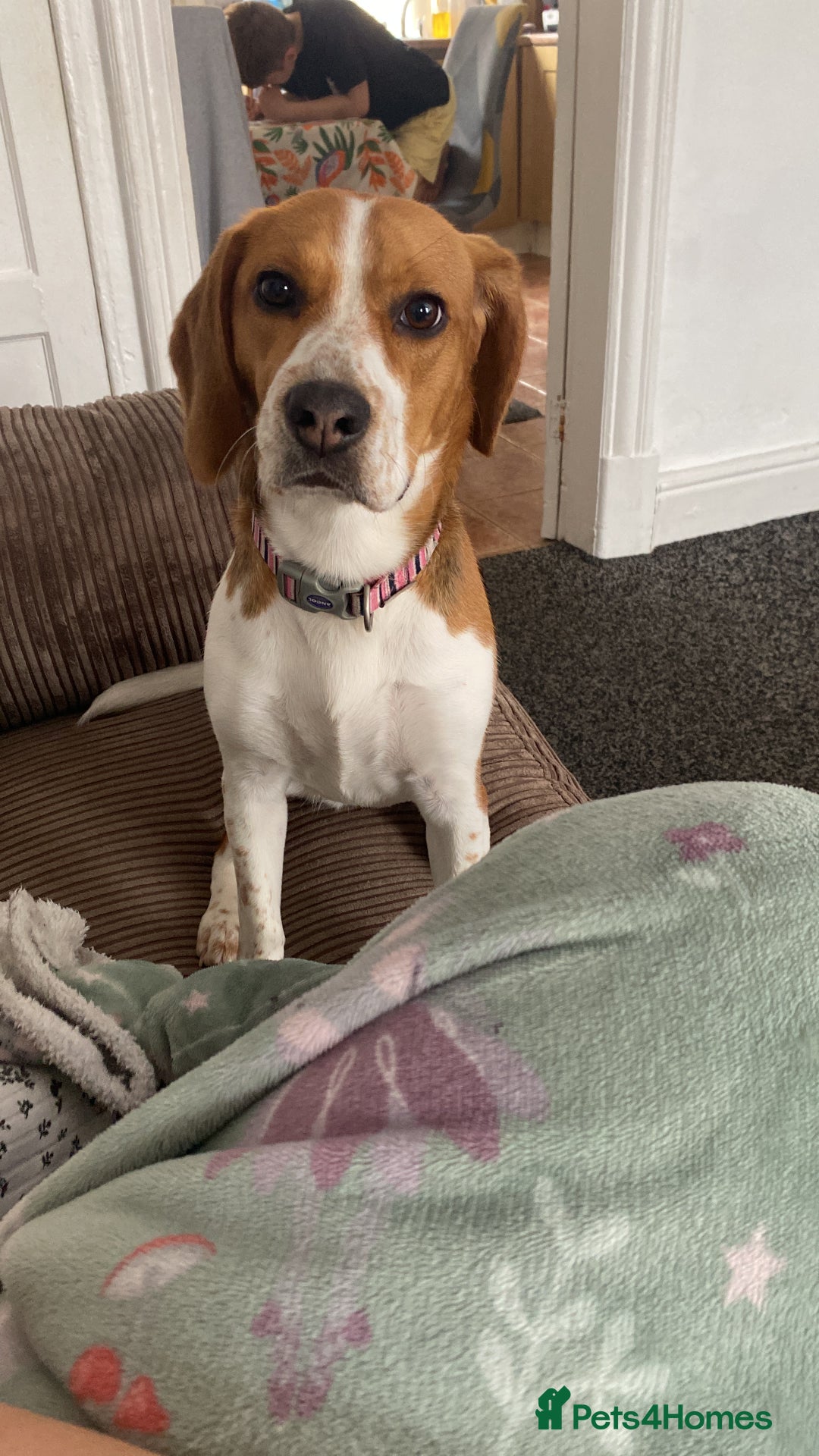 Beagle dogs for sale: Beautiful Beagle looking for a new home - Advert 1