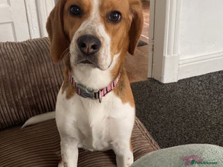 Beagle dogs Beautiful Beagle looking for a new home - Advert 17