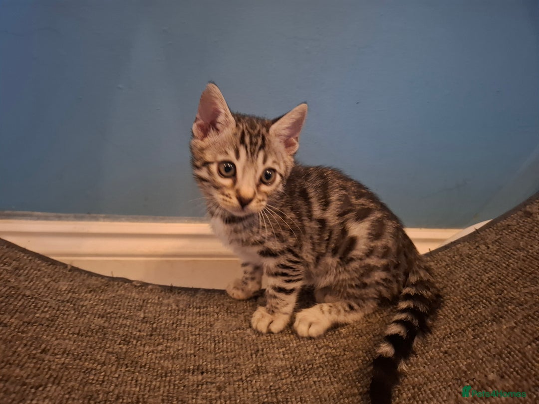 Bengal cats for sale: 🌟 Premium Bengal Tica Kittens – 5★Breeder 🌟 - Image 19