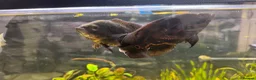 Cichlids fish for sale: Tiger Oscars  - Advert 3