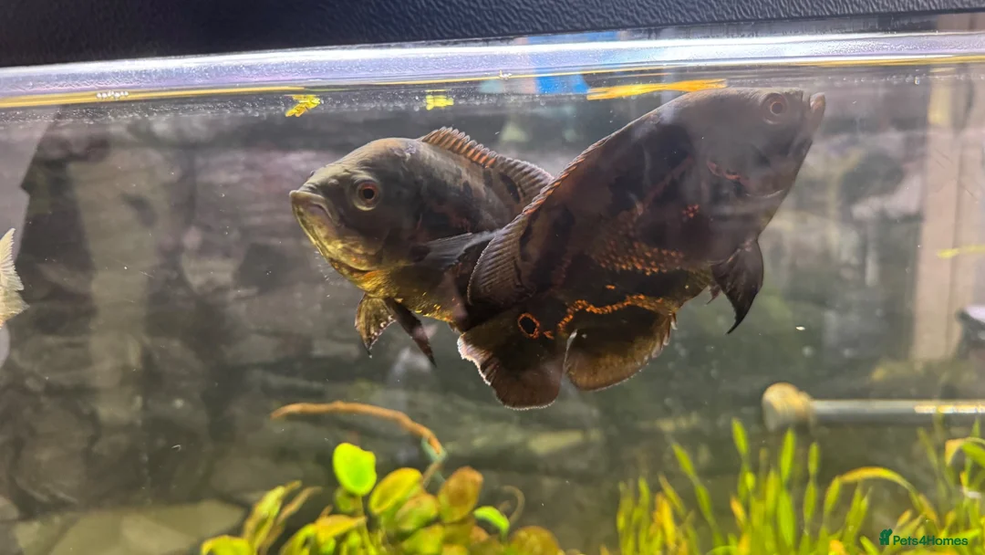 Cichlids fish for sale: Tiger Oscars  - Advert 3