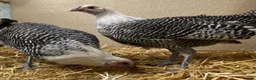 Chickens poultry for sale: Silver Campine  - Advert 8