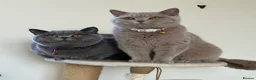 British Shorthair cats for sale: STUNNING BSH KITTENS - Advert 16