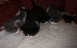 Mixed Breed cats for sale: 5 kittens for sale - Image 12