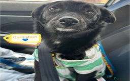 Mixed Breed dogs for adoption: 💙🐶 CORNISHON 🐶💙 - Image 4