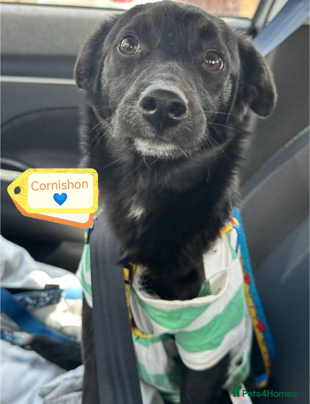 Mixed Breed dogs for adoption: 💙🐶 CORNISHON 🐶💙 - Image 4