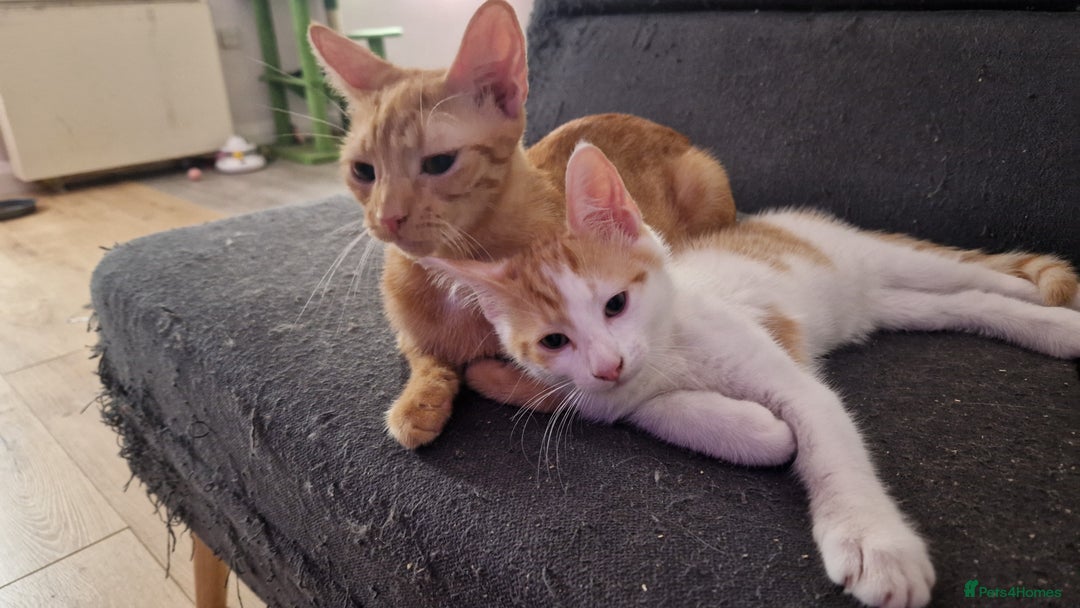 Mixed Breed cats for sale: Mum and kitten for rehomeing  - Image 2