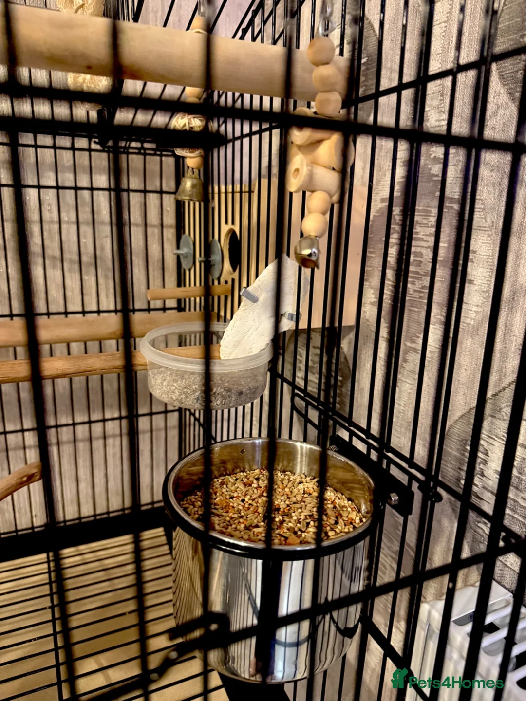 Budgerigars birds for sale: SUPER SILLY TAME BUDGIES FOR SALE WITH CAGE in Solihull - Advert 14