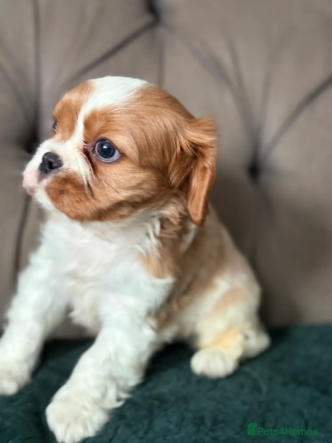 Cavalier King Charles Spaniel dogs for sale: KC PEDIGREE CAVALIER KING CHARLES - Advert 2