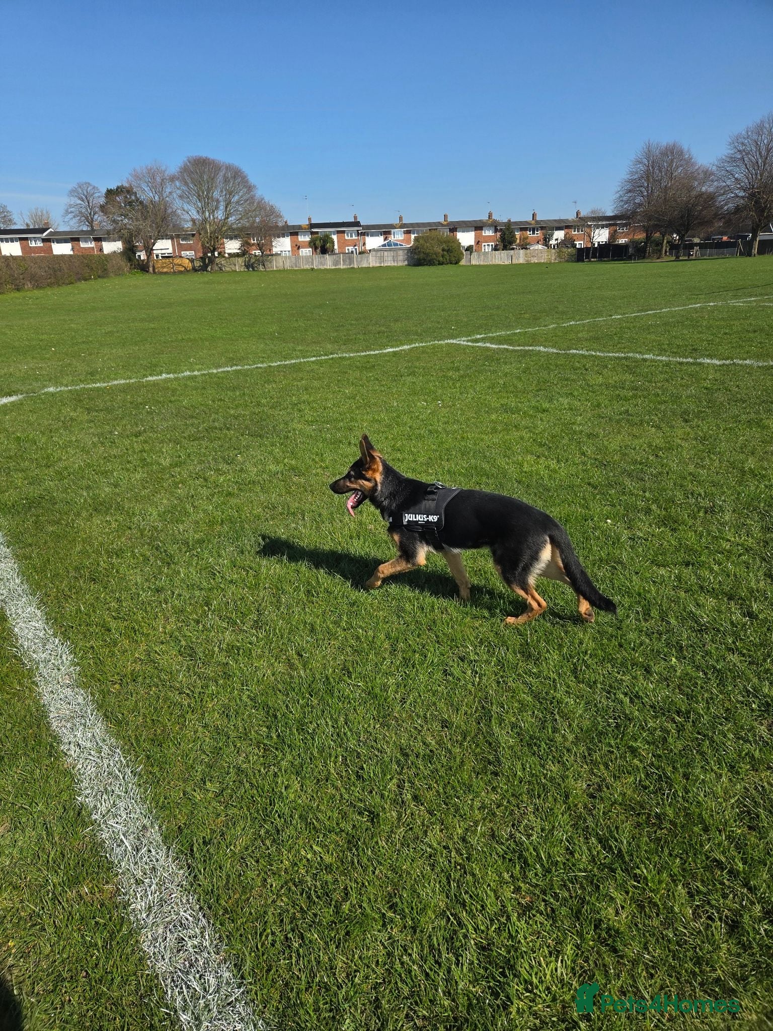 German Shepherd dogs 11 month old male German shepherd  - Advert 14