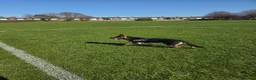 German Shepherd dogs for sale: 11 month old male German shepherd  in Great Yarmouth - Advert 1